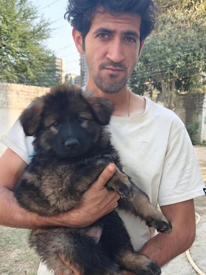 Each puppy is handled daily to build confidence and a strong human bond from the very beginning.