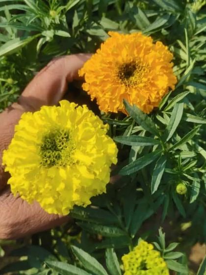 Holding two large Marigold flowers to show their size and quality. I take pride in growing healthy, big blooms.