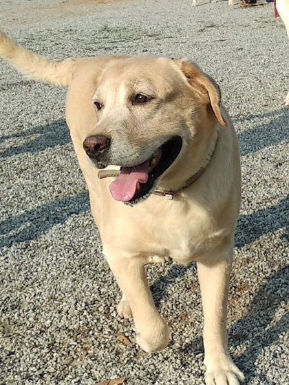 Petboro - Dog Boarding & Daycare Off-Leash Freedom & Fun photo 8