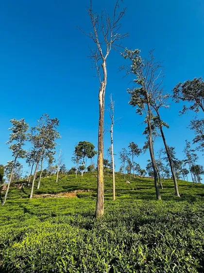 The unique landscape of the Nilgiris, with its rolling hills, tea gardens, and tall trees, creates a perfect setting for a cycling adventure.