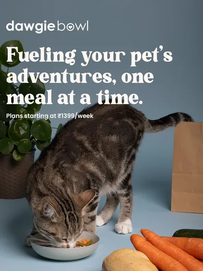 Our meals are perfect for fueling your cat's adventures. This kitty is getting the energy it needs from a nutritious, balanced meal, ready to explore the world with enthusiasm.