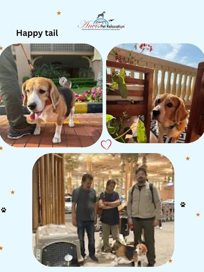 Anvis - Pet Relocation Happy Reunions & Client Stories photo 8