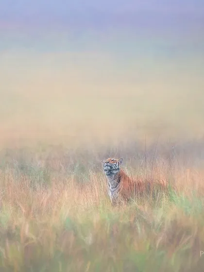 Another artistic interpretation of the Corbett tiger. The focus is on its expressive face, emerging from the soft, impressionistic grasses. This style aims to capture the soul of the animal, not just its physical form.