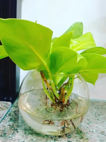 A Golden Pothos, or Money Plant, in a round glass bowl. This is one of the easiest plants to grow in water and is believed to bring good luck.