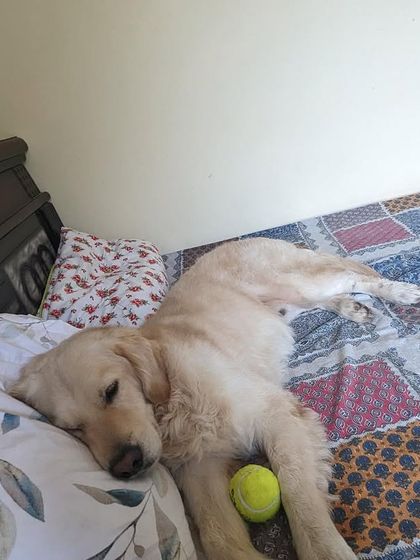 PL Paws - Dog Fostering Program Ready for Their Forever Home photo 6