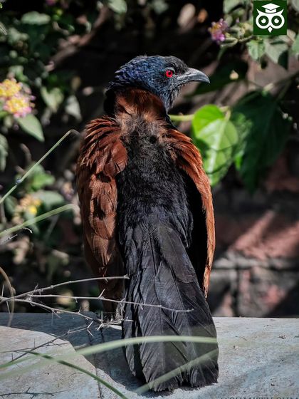 A portrait of the elusive Greater Coucal. It rarely comes out in the open, so capturing this shot with its striking red eye was a real treat.