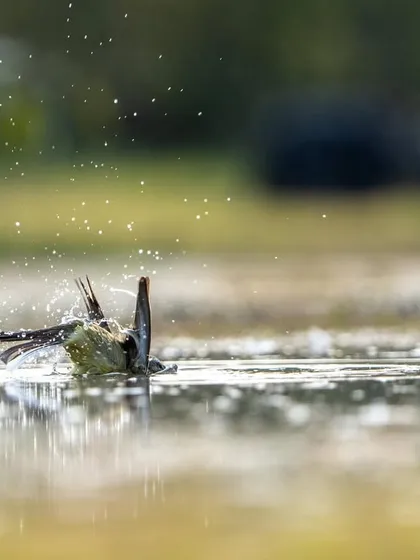 The wagtail dips its head back into the water for another splash.