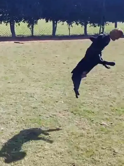This is what pure joy looks like. An incredible action shot of a French Bulldog leaping for a ball during a play session on our lawn. I believe that energetic, structured play is crucial for a dog's mental and physical health, helping to release pent-up energy in a positive way.