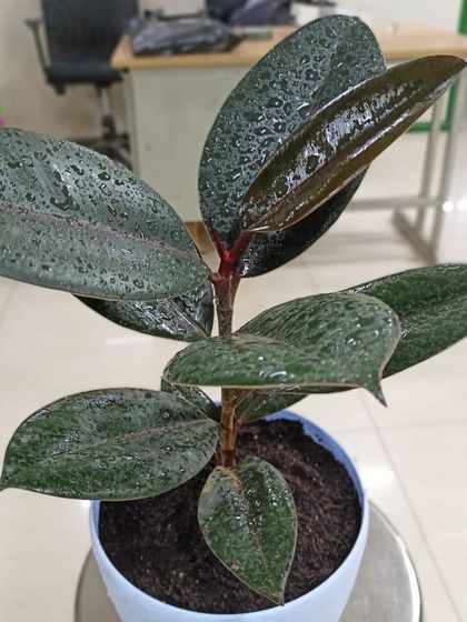 Multiplex Urban Green - Landscape & Garden Services Indoor & Air-Purifying Plants photo 16