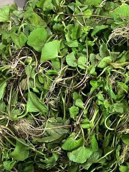A full view of the pennywort I have in stock. It's a key ingredient for making the traditional Manipuri salad, Singju.