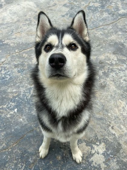Battu the wolf, as we like to call him. This stunning Husky has such a striking and noble look.