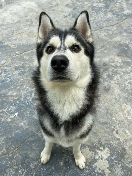 Battu the wolf, as we like to call him. This stunning Husky has such a striking and noble look.