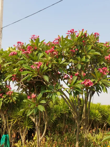 Another view of a flowering Plumeria tree, showing its dense canopy of leaves and clusters of pink flowers.