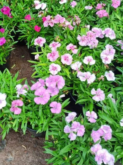 Sqft Farm - Garden & Landscape Design and Setup Our Plants & Planters photo 19