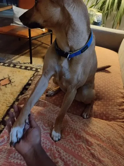 Building trust is everything. This is me holding hands with Kulfi, who is usually quite nervous around new people. Moments like these are my biggest reward and show how patience and understanding can help even the most anxious pups feel secure.