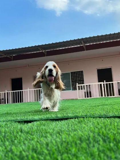 Snugglys Paw House - Pet Daycare The Play Yard: Our Big, Green Backyard photo 4