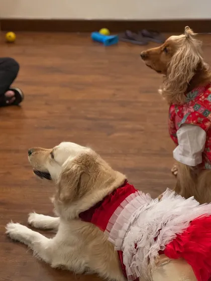 Posto and Paro patiently waiting for treats during the pujo adda.