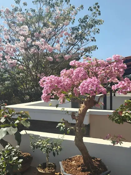 Here, a pink Bougainvillea bonsai stands next to a larger, non-bonsai flowering tree, showing how the art of bonsai miniaturizes nature's grandeur without losing its essence.