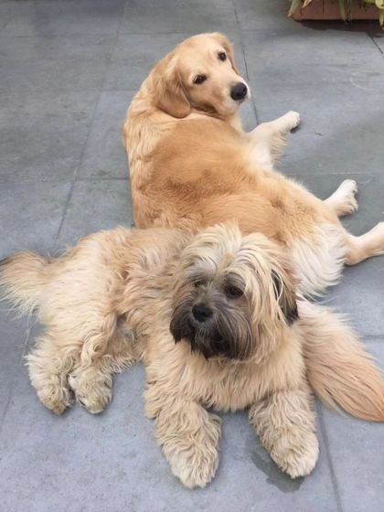 Best buds relaxing together. Our open-play boarding environment allows dogs to socialize and form friendships, making their stay with us feel like a fun vacation.