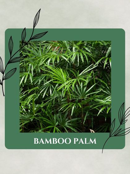 Zen Spaces - Plants & Garden Supplies Breathe Easy: Air-Purifying Plants photo 5