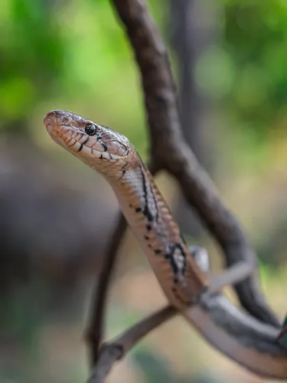A close-up portrait of a Trinket Snake. These non-venomous snakes are known for their calm demeanor and beautiful patterns, making them a wonderful subject to film and photograph.