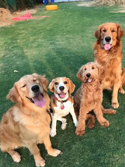 Smile, because it's Friyay! This happy group, featuring Goldens, a Beagle, and a Poodle, is ready for the weekend.