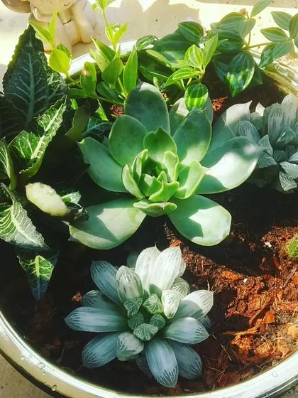 Succulent & Cactus Arrangements photo 13