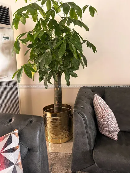 A lush Schefflera, or Umbrella Plant, is placed in a chic golden pot between two modern grey sofas, adding a refreshing touch of nature to this cozy living room corner.