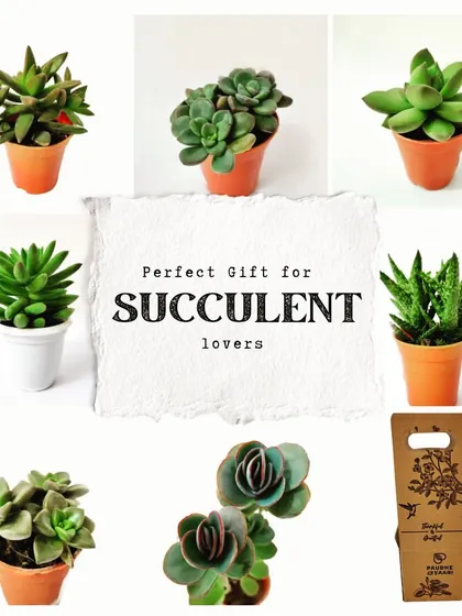 At the heart of our work is a deep love for succulents. This image collage displays just a small selection of the diverse and beautiful varieties we cultivate, from the classic Echeveria to the spiky Haworthia, each ready to be part of your perfect green gift.