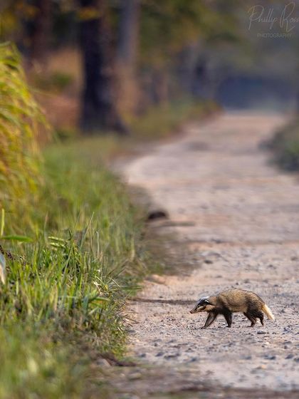A Northern Hog Badger crosses a jungle path in Kaziranga. This was an unbelievable sighting, as this animal is extremely rare and seldom seen.