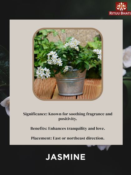 Jasmine is known for its soothing fragrance and its ability to attract positive energy. Placing a jasmine plant in the East or Northeast direction can enhance tranquility, reduce anxiety, and promote love and harmony in relationships.
