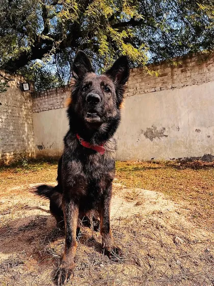 Another powerful shot of Karma. Her stable temperament and strong genetics are what we strive for in our breeding and training programs.