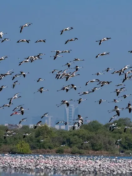 A wide shot of the flamingo flock against a clear sky, perfect for practicing panning and tracking techniques.