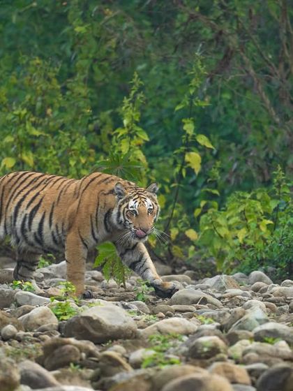 One of Paarwali's young ones in Corbett, navigating the rocky riverbed. Witnessing the next generation learn the ways of the wild is always a highlight.