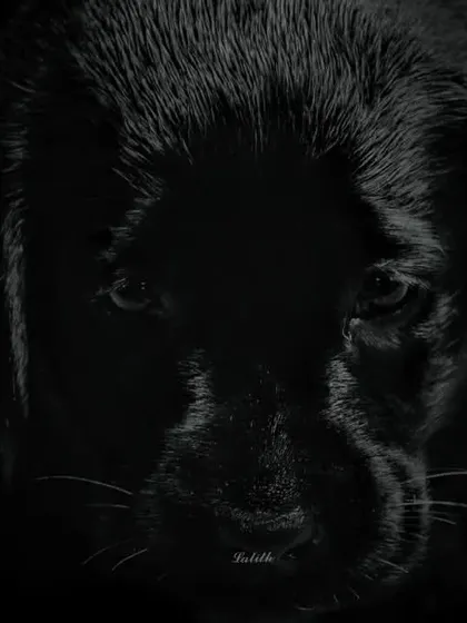 Using shadows and low-key lighting, this portrait of a black Labrador puppy creates a moody and intimate feel. It highlights the subtle features and innocent expression that might otherwise be missed.