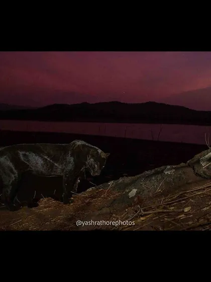 Another frame of the black panther against the twilight, showing its sleek form as it moves through its territory.