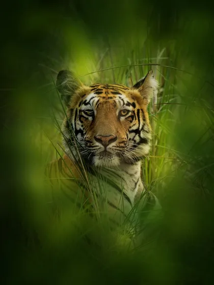 A tiger peering through the tall green grass, its face partially obscured. This image, which I call 'Tiger Senses', highlights the animal's ability to blend into its environment. It shows how they use the jungle as camouflage while staying alert.