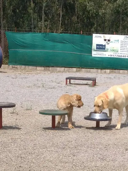 Staying hydrated is important after all that play. We provide clean, fresh water in easily accessible bowls throughout the park to ensure all our four-legged guests are healthy and comfortable.