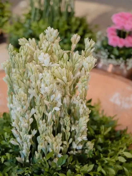 Another angle of the tuberose arrangement, showcasing its simple beauty and the freshness it brings to the space.