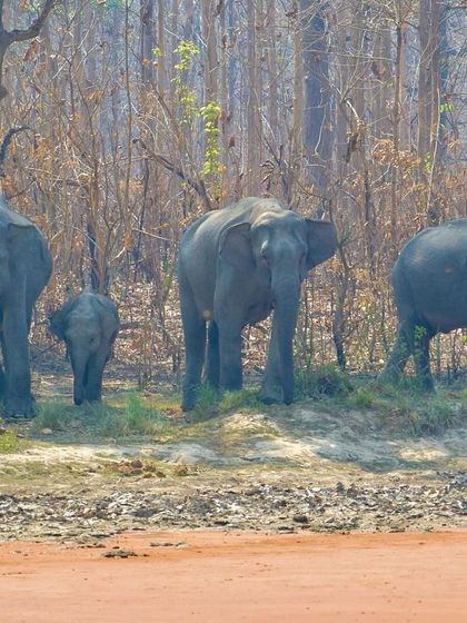 Manya Upadhyay - Travel & Documentary Photography Wildlife Encounters photo 4