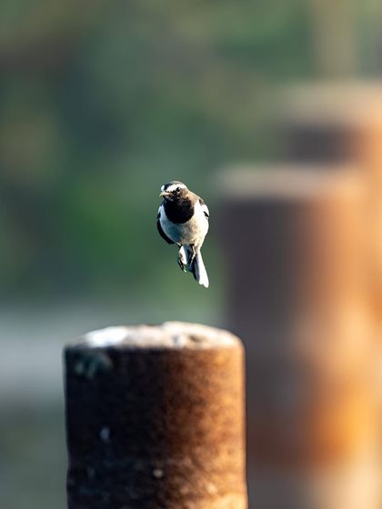 A white-bellied wagtail caught desafios in mid-air as it hops from a perch. The "levitating" look is a fun result of capturing the peak of the action.