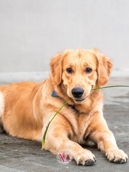 Asher chewing on a blade of grass, a quirky and cute moment.