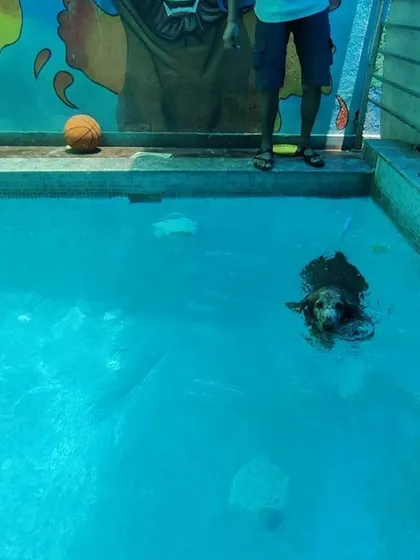 Bingo the Cocker Spaniel taking a little break in the water. The pool is great for all breeds, big and small.