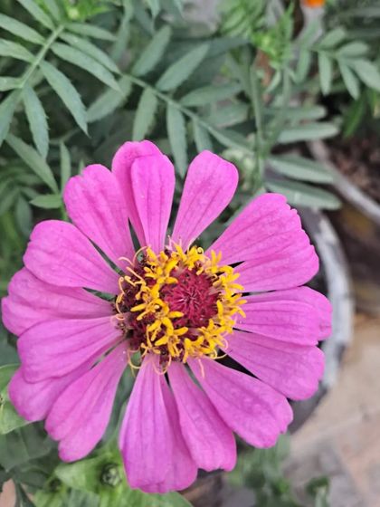 Bhardwaj - Urban Gardening Consultation A Riot of Colorful Flowers photo 187