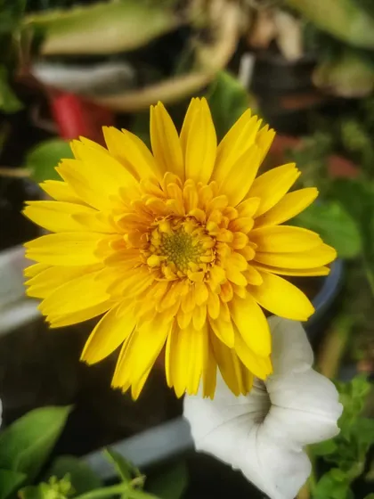 A cheerful yellow gerbera daisy, adding a splash of sunshine to the garden.