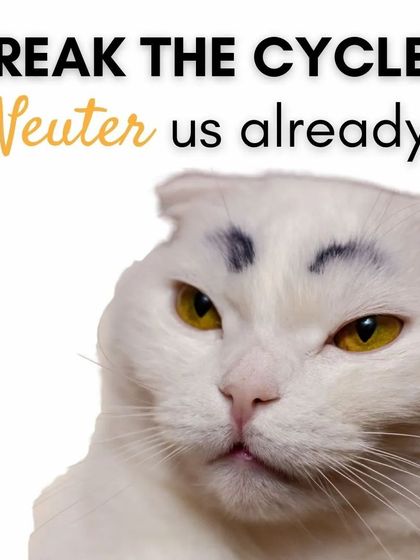 Cupa - Spay/Neuter & Animal Birth Control Join the Solution: Be a Responsible Animal Lover photo 3