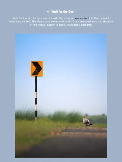 The final step: wait for the moment. I waited for the vulture to make eye contact, and in that instant, everything clicked. The distractions were gone, and the composition worked perfectly.