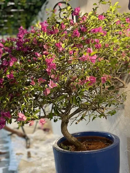 A bougainvillea bonsai tree in a blue planter. This is a perfect example of a unique specimen plant that can add character and a focal point to a balcony or small patio.