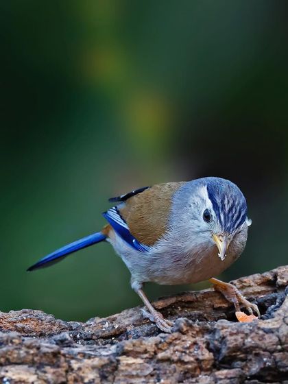 A Blue-winged Minla forages on a log, its head down as it pecks for food. The shot captures a moment of natural, undisturbed behavior.
