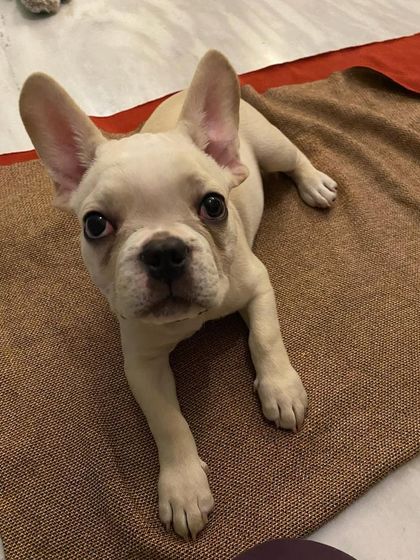 TailSpin - Puppy Training Program Happy Pups, Happy Families photo 21